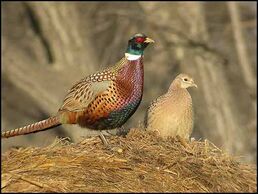 Ringed necked pheasant pair