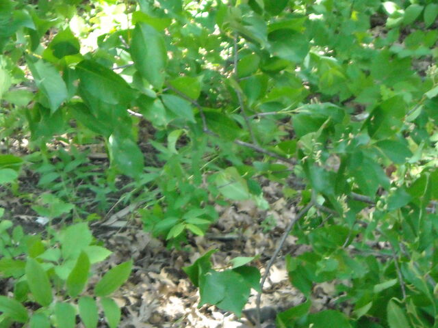 File:Haylandforest.jpg
