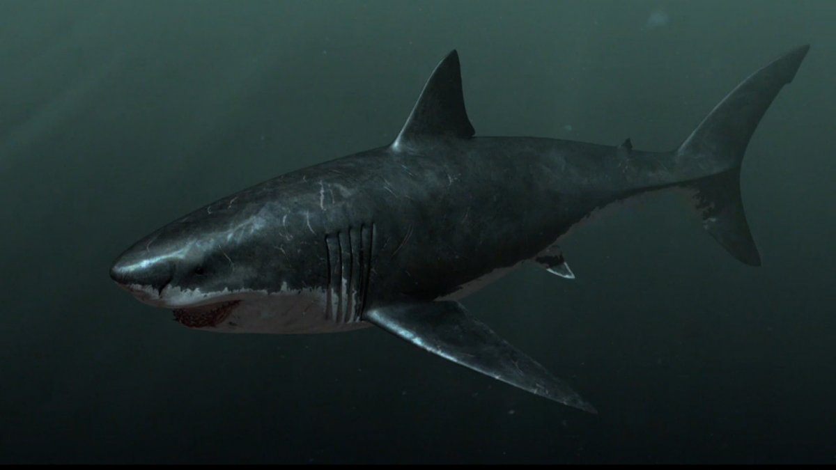 Megalodon | Modinos Wiki | Fandom powered by Wikia