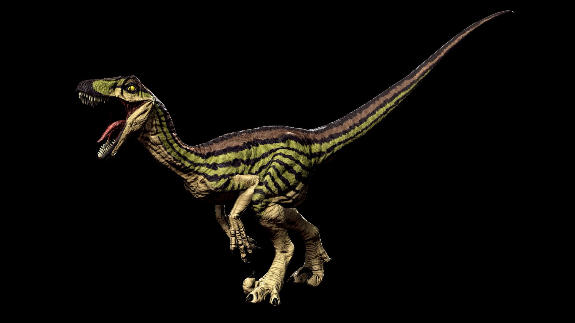 Novaraptor absolutus rayé