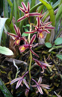 Cymbidium bicolor