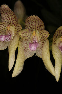 Bulbophyllum guttulatum