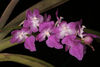 Aerides multiflora 1