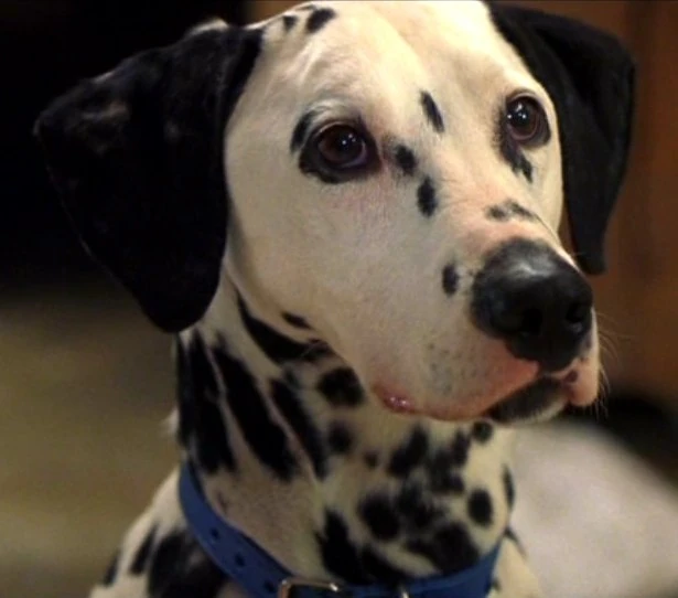 Dipstick Heroes Wiki FANDOM powered by Wikia