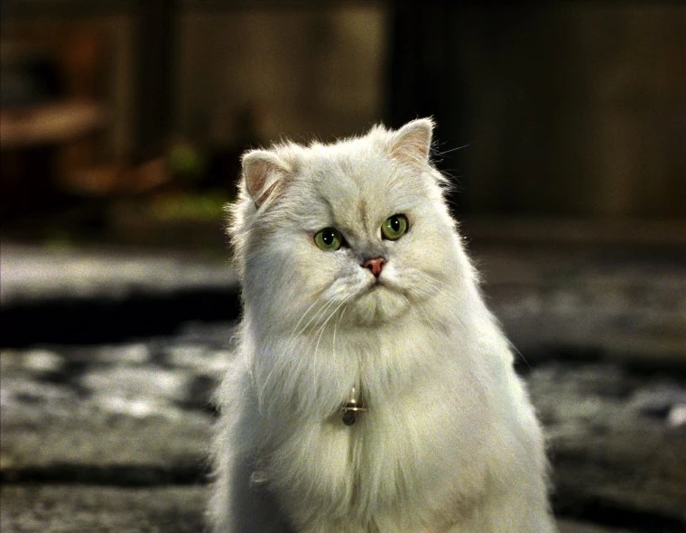 Image Stuartlittlesnowbellpersiancat.jpg Heroes Wiki FANDOM