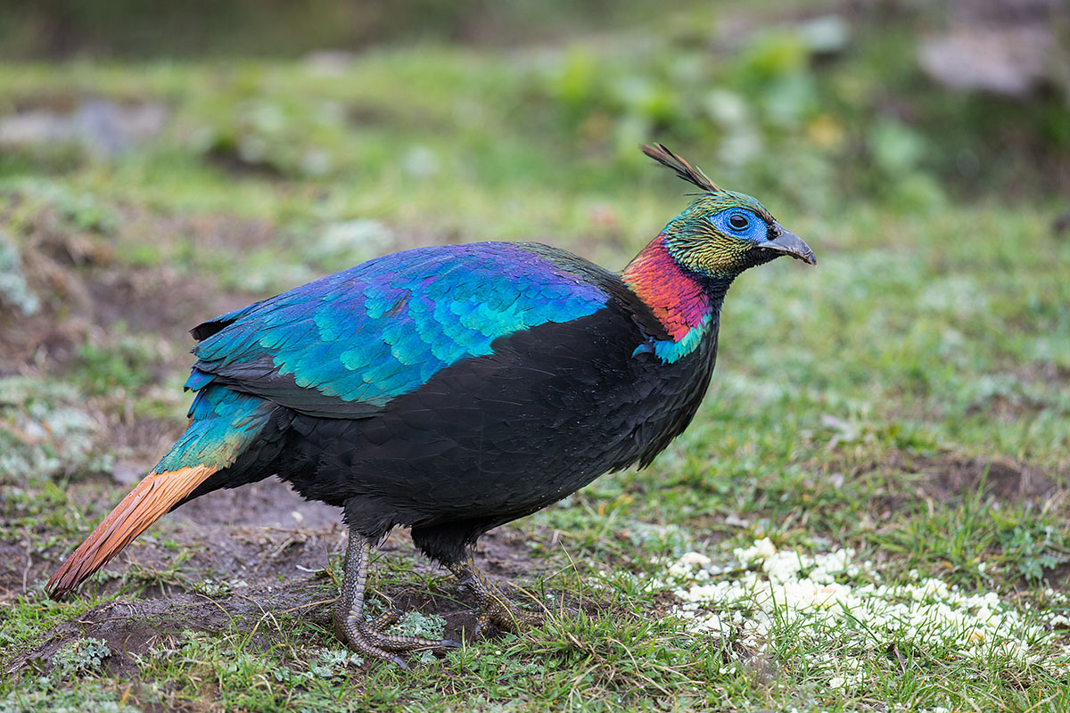 the himalayan monal the himalayan monal