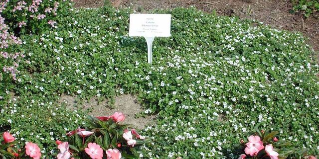 File:PW-Sutera-pikminflower-12-J.jpg