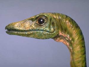 Compsognathus | Prehistoric Monsters Wiki | Fandom powered by Wikia