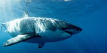 Shark-week-2014-megalodon
