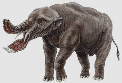Platybelodon.jpg