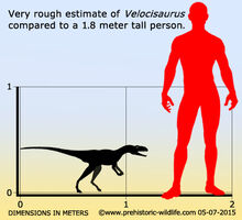 Velocisaurus Wiki Prehistórico Fandom powered by Wikia