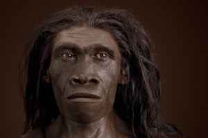 Homo-Erectus