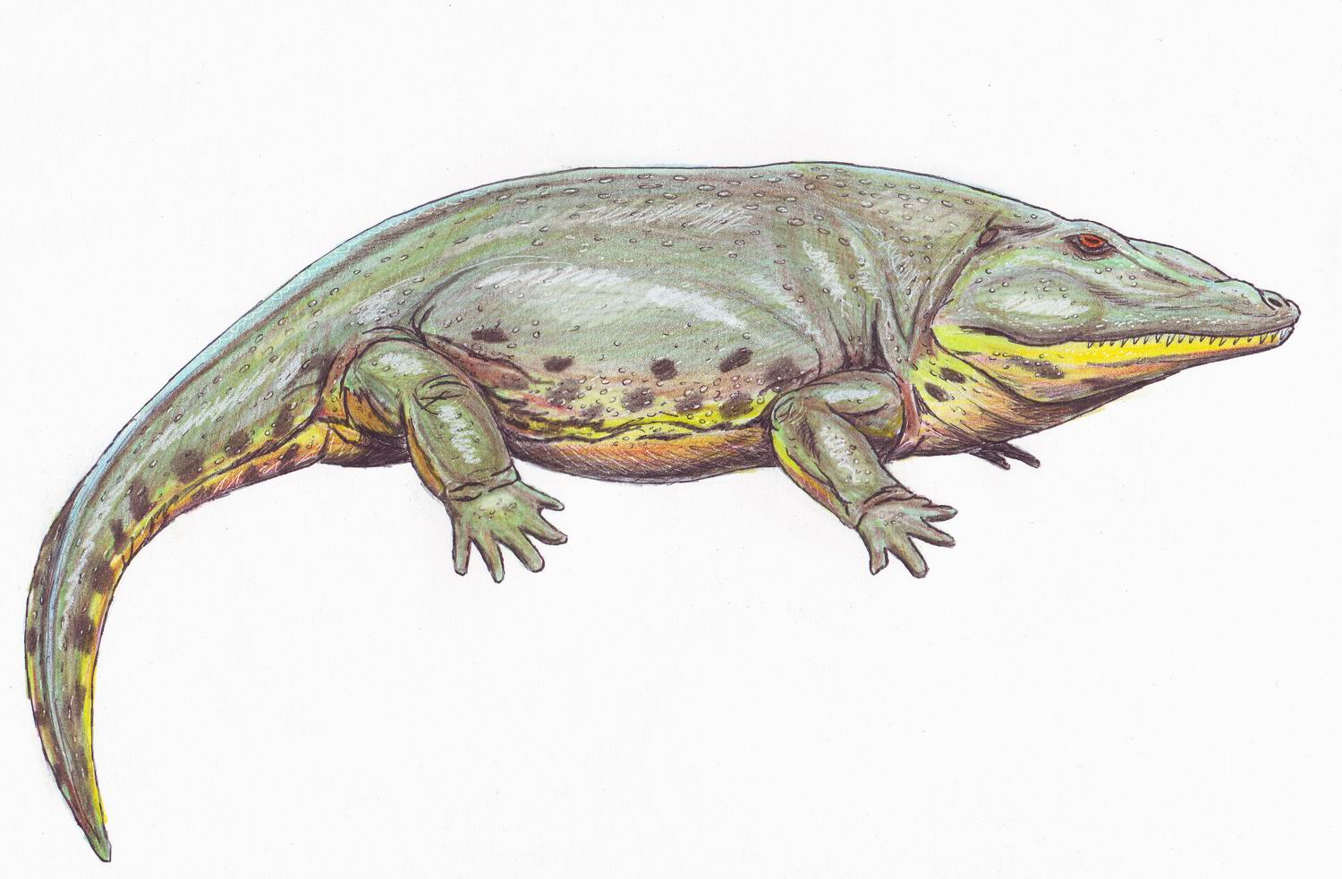 Eryops | Wiki Prehistórico | FANDOM powered by Wikia