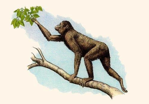 Proconsul Wiki Prehistórico FANDOM powered by Wikia