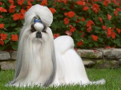wiki shih tzu plik shih tzu jpg psiaki wiki fandom powered by wikia wiki shih tzu plik shih tzu jpg psiaki wiki fandom powered by wikia