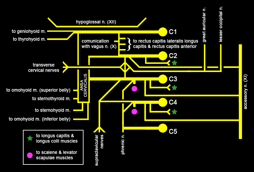 Cervical Plexus Psychology Wiki Fandom Powered By Wikia