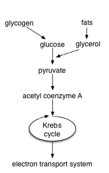 an overview of the two types of carbohydrates Carbohydrates, proteins and fats are the three macronutrient types of food following the pattern of three what are two things that carbohydrates give you. an overview of the two types of carbohydrates Carbohydrates, proteins and fats are the three macronutrient types of food following the pattern of three what are two things that carbohydrates give you.