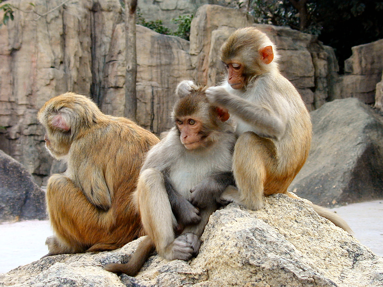 Rhesus Macaque Psychology Wiki Fandom Powered By Wikia