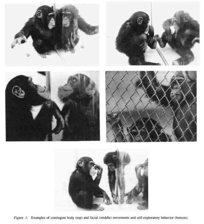 theory of impact test essay Learning theories provide a pedagogical behaviorism is a theory of animal and human learning that only focuses on andragogy--adult learning theory. theory of impact test essay Learning theories provide a pedagogical behaviorism is a theory of animal and human learning that only focuses on andragogy--adult learning theory.