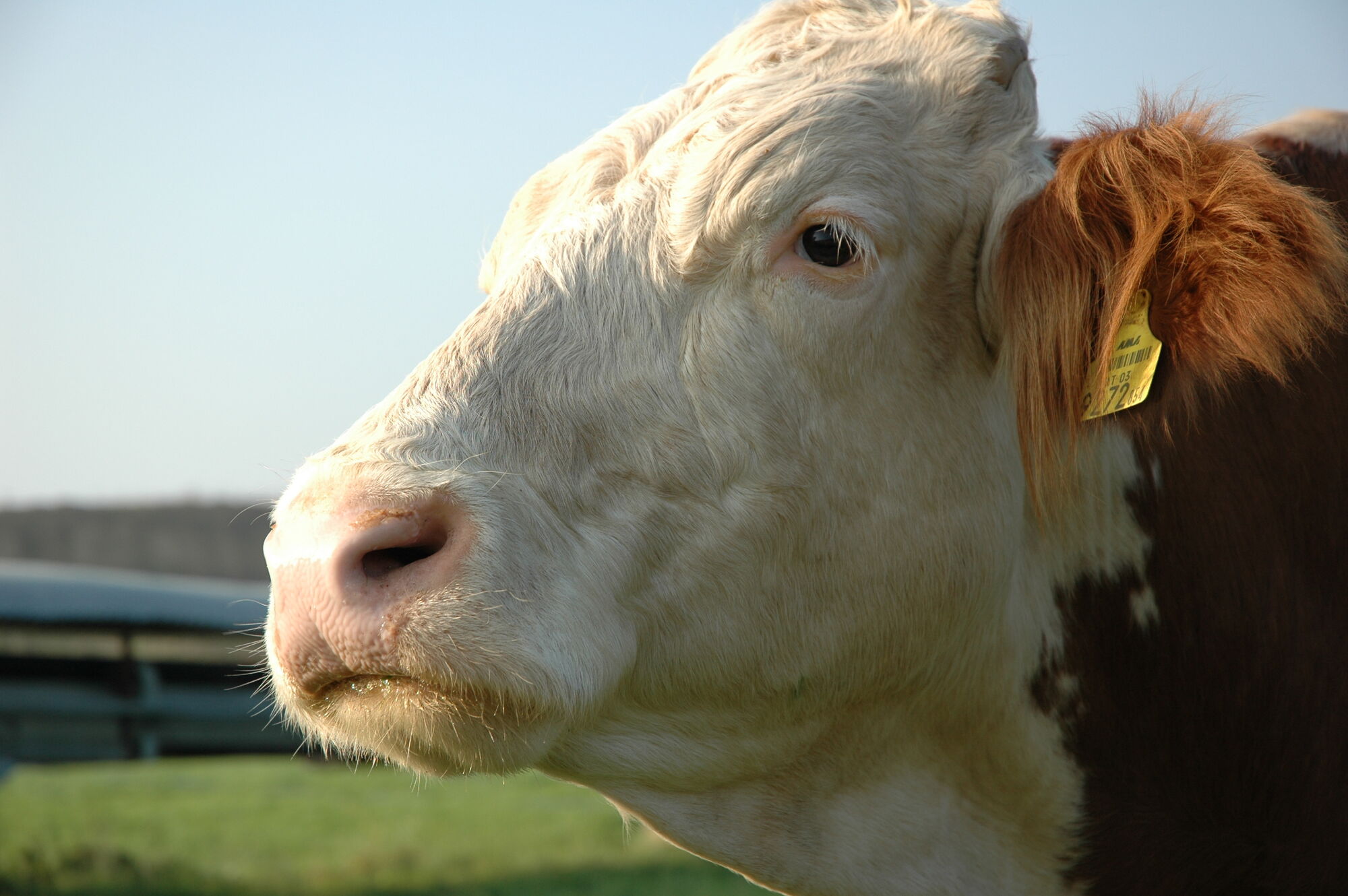 Cattle Psychology Wiki Fandom Powered By Wikia