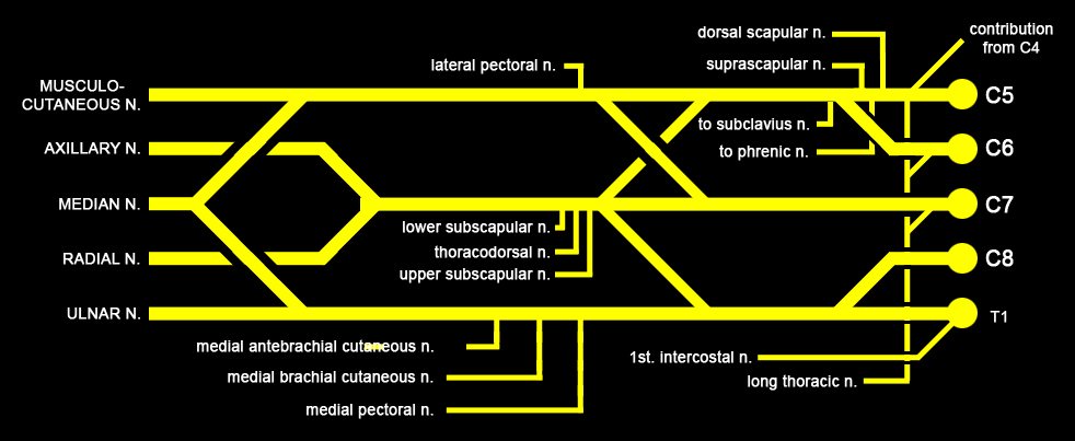 Brachial Plexus Psychology Wiki Fandom Powered By Wikia