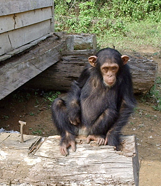 caesar the chimpanzee hand caesar the chimpanzee hand