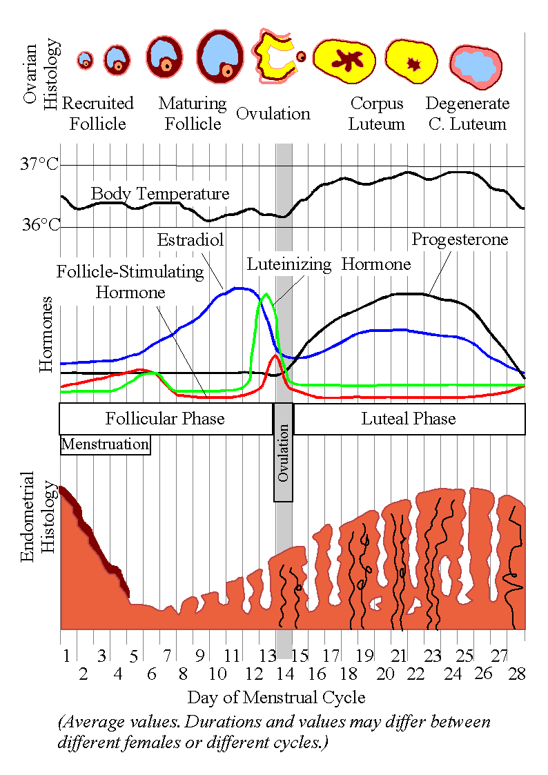 sex Menstrual cycle and oral