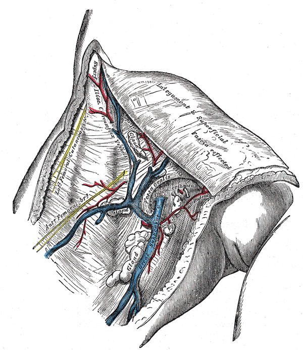 femoral nerve wiki – lickclick femoral nerve wiki – lickclick, Muscles