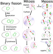 Three cell growth types