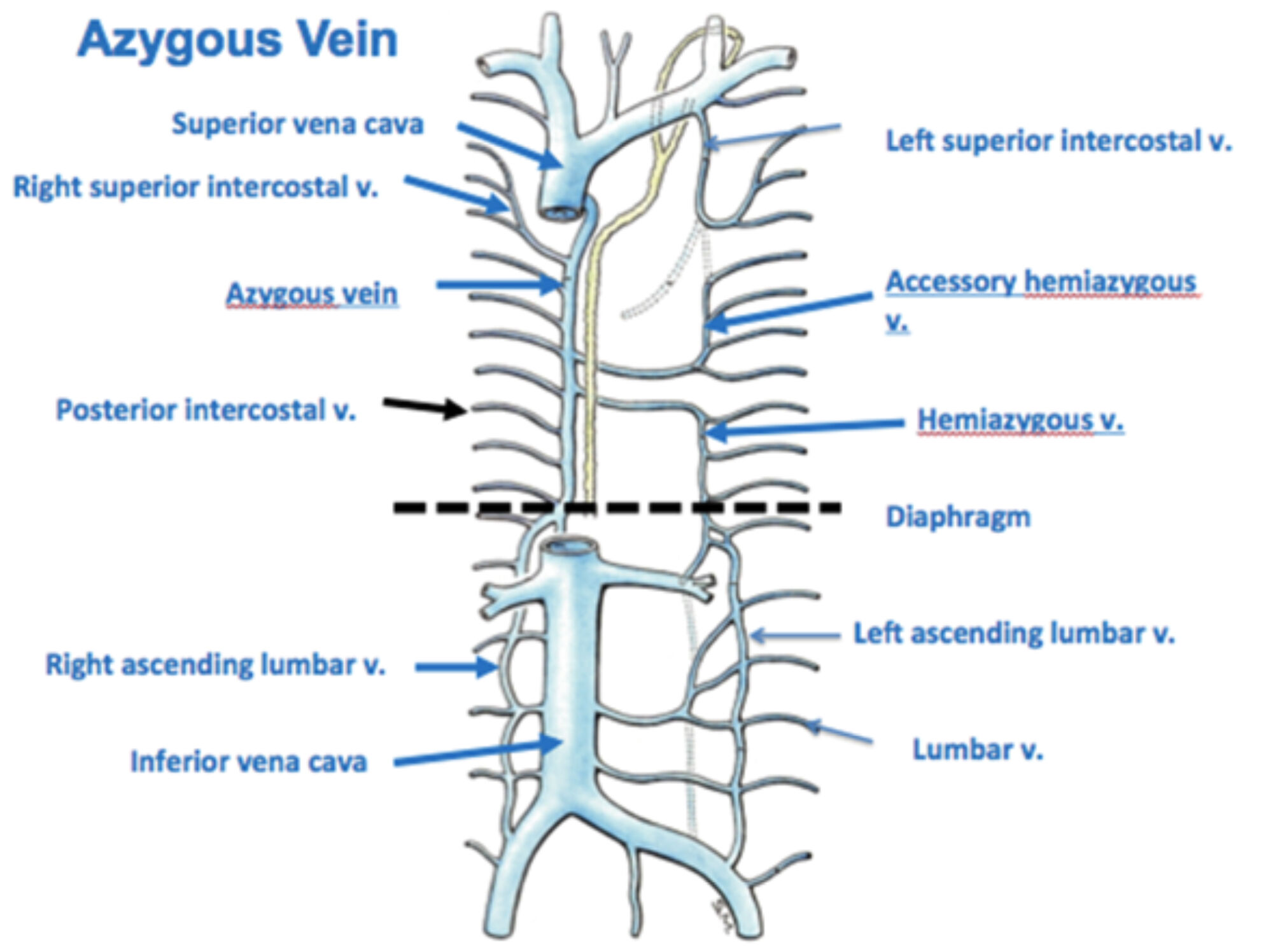 Hemiazygos vein Wikipedia