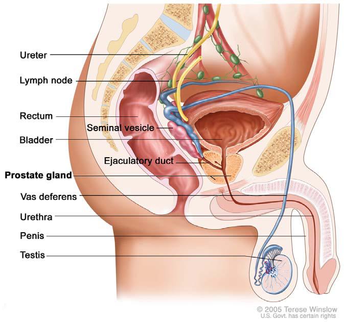 History of the prostate gland