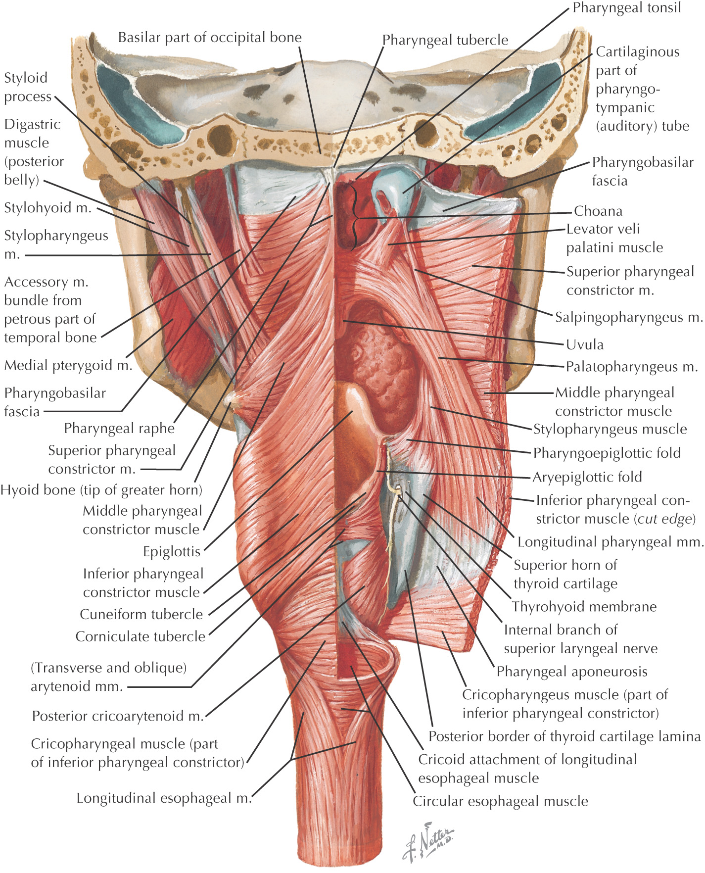 Pharyngeal muscles:Circular | RANZCRPart1 Wiki | Fandom ... diagram of swallowing process 