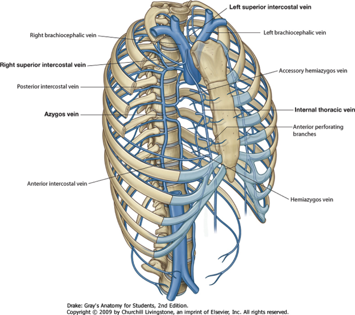 veins of the thorax abdomen and pelvis