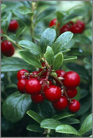 lingon berry lingon berry