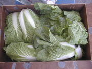 Cabbagenappa