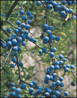 Sloe