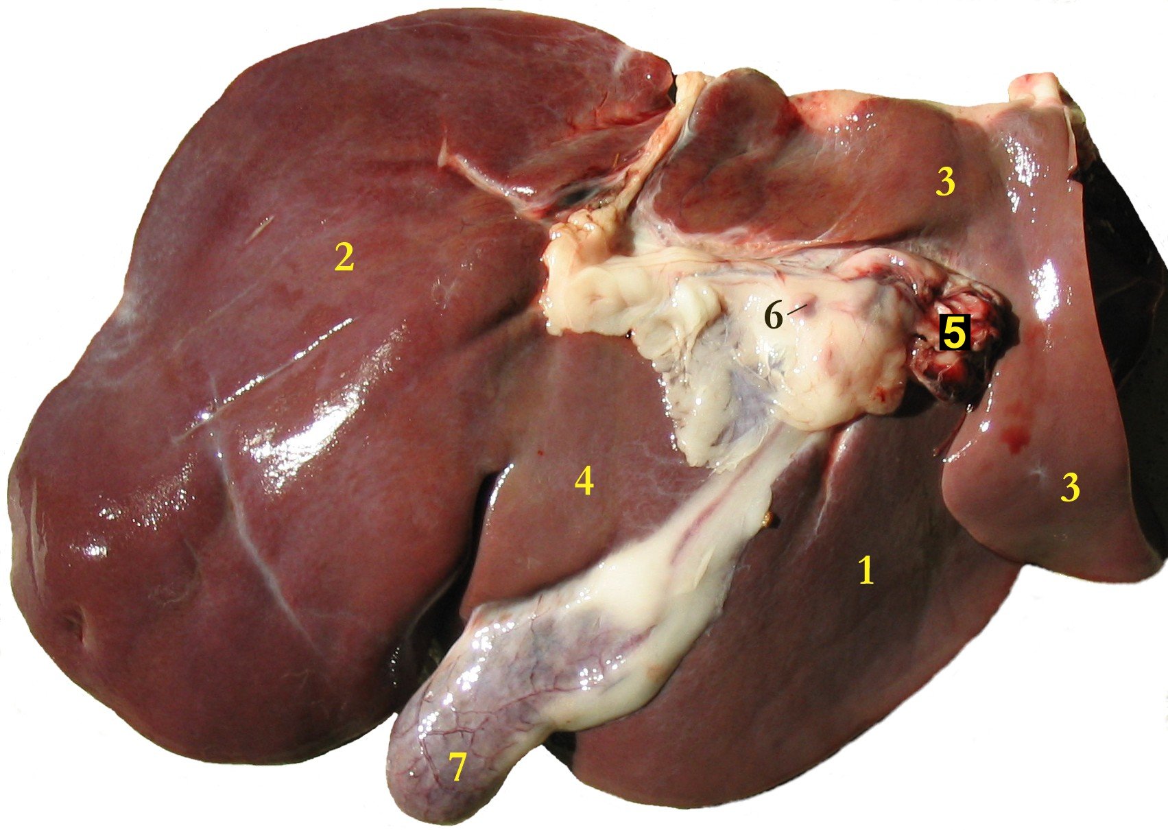Liver | Recipes Wiki | Fandom powered by Wikia
