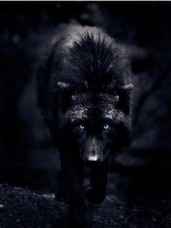 Black wolf picture