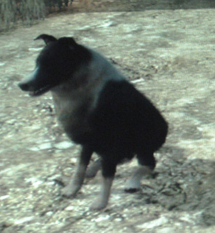 File:Rdr perro.jpg