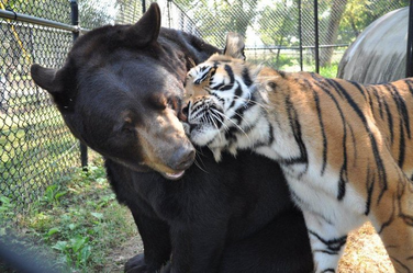 Oso y tigre.png
