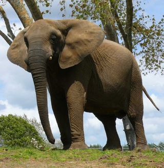Elefante.png