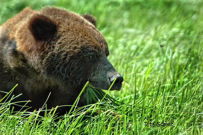 Oso pardo comiendo pasto.jpg