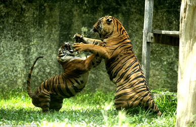 Tigres luchando.png
