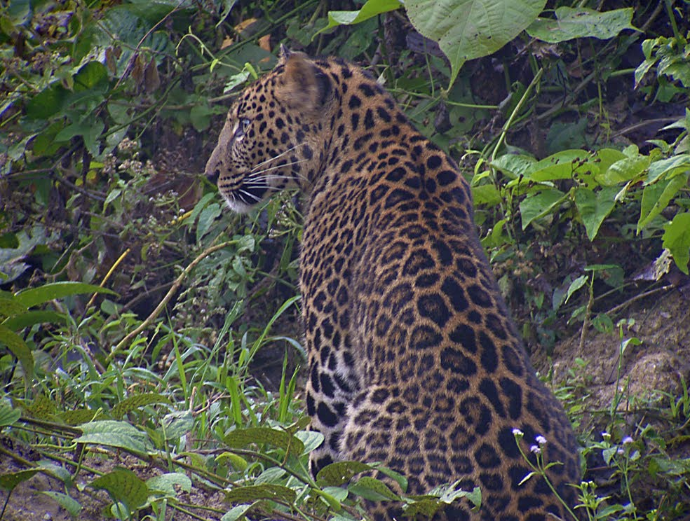 Resultado de imagem para Leopardo-da-indochina