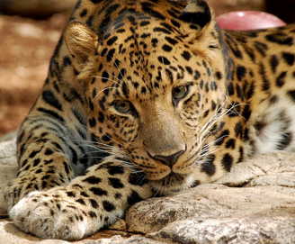 Leopardo 4.png