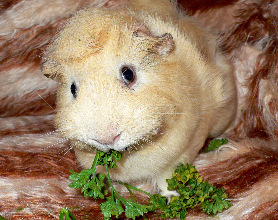 Conejillo de Indias | Wiki Reino Animalia | FANDOM powered by Wikia