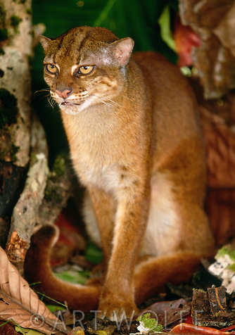 Borneo Goldkatze Borneo Goldkatze