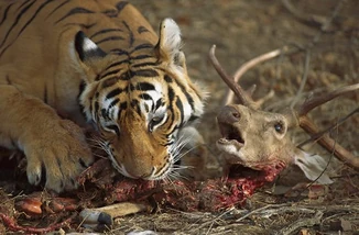 Tigre de bengala 8.png