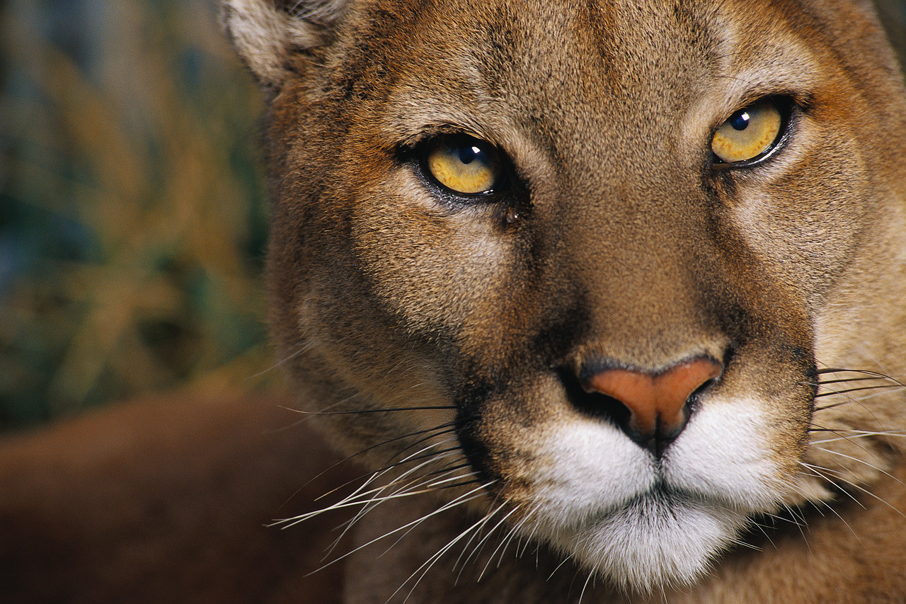 idme puma