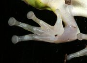 Red Eyed Tree Frog Foot